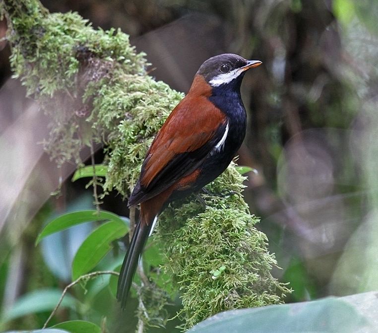 White-eared Solitaire photo
