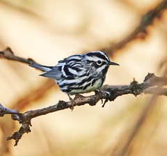 Mniotilta varia