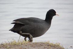 Fulica atra
