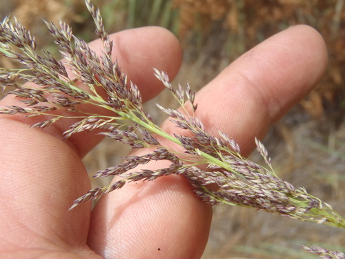 Muhlenbergia longiligula observed 2026-07-29