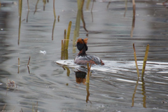 Podiceps auritus