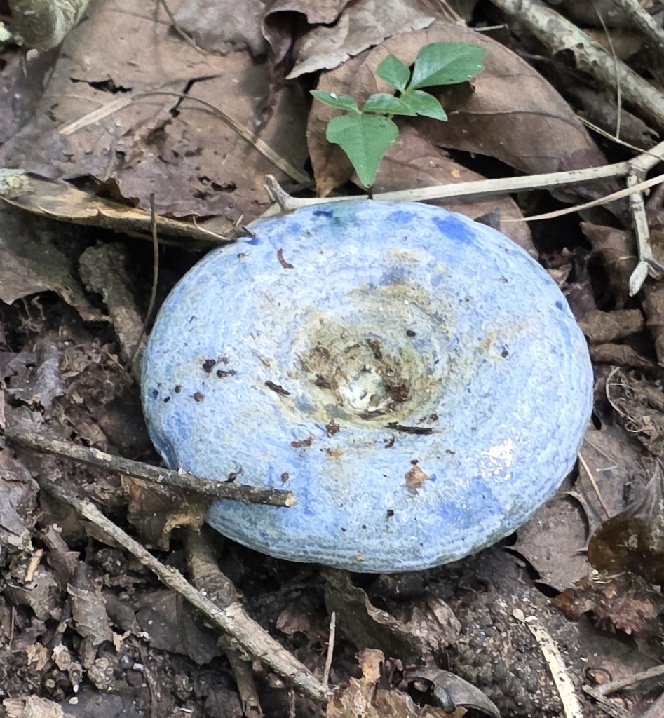 indigo milk cap · July 2026 · photo: Photo: no rights reserved · iNaturalist