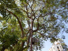 Dalbergia lanceolaria