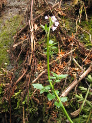 Cardamine obliqua