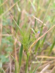 Aegilops geniculata
