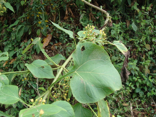 Schistocarpha eupatorioides, photograph 1