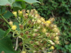 Schistocarpha eupatorioides