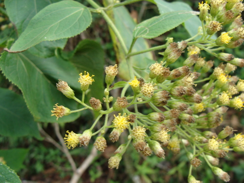 Schistocarpha eupatorioides, photograph 3