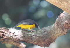 Ploceus bicolor