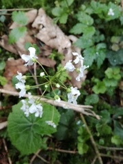 Cardamine trifolia