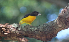 Ploceus bicolor