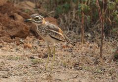 Burhinus indicus