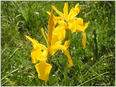 Iris juncea