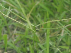 Paspalum conjugatum