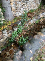 Ageratina adenophora