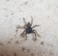 Menemerus semilimbatus