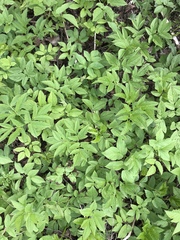 Aegopodium podagraria