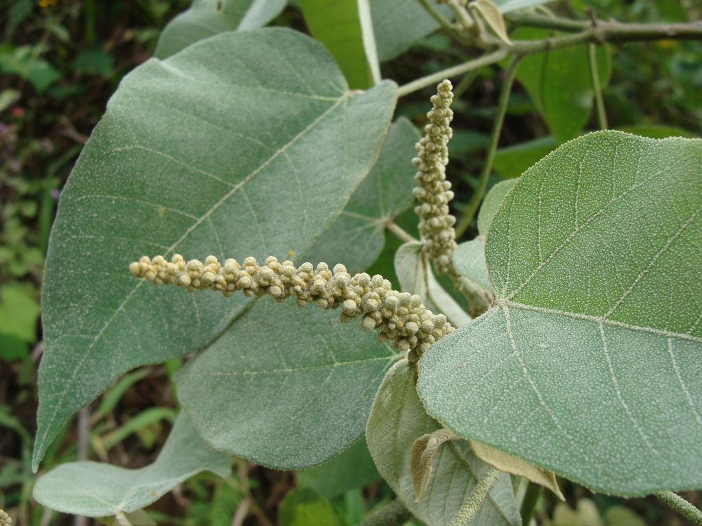 Croton draco; photograph (c) Alexis López Hernández, some rights reserved (CC BY)