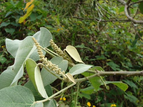Croton draco, photograph 4