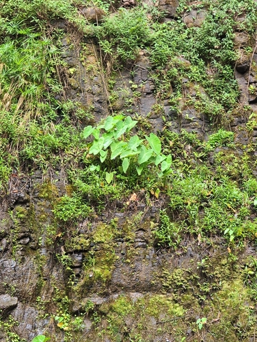 Xanthosoma robustum, 2026-07-31