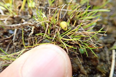 Isolepis basilaris