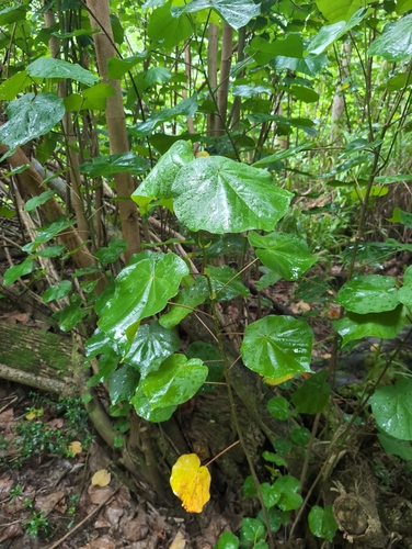 Talipariti tiliaceum observed 2026-07-31