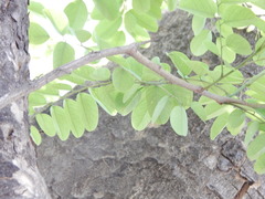 Dalbergia lanceolaria
