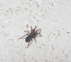 Araneomorphae