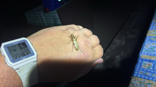 iNaturalist observation photo of Ortholeptura valida