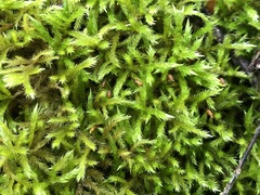 Sciuro-hypnum populeum