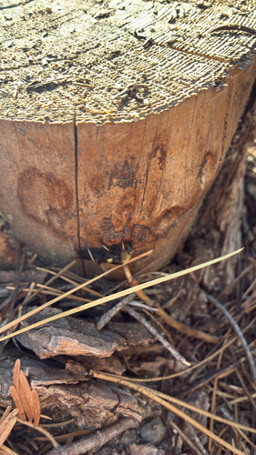 iNaturalist observation photo of Winged and Once-winged Insects