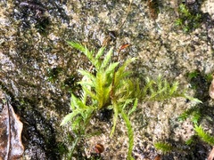 Sciuro-hypnum populeum