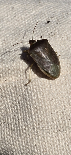 Southern Green Stink Bug