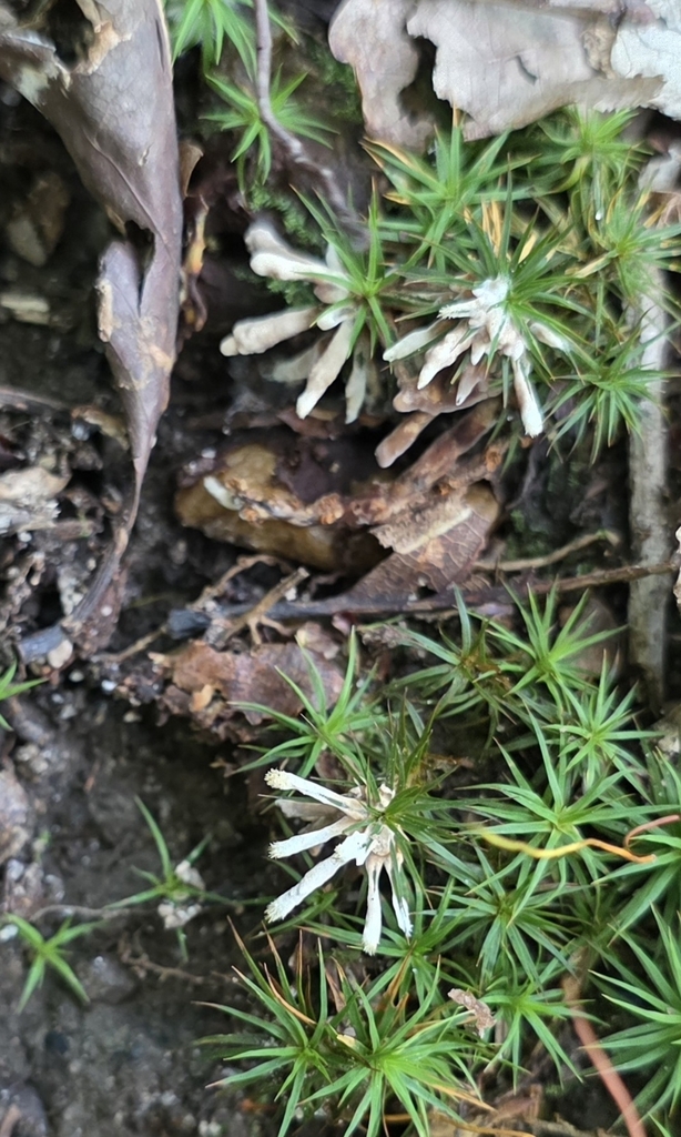 enveloping crust · July 2026 · photo: Photo: no rights reserved · iNaturalist