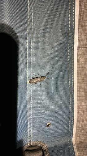 iNaturalist observation photo of Arhopalus