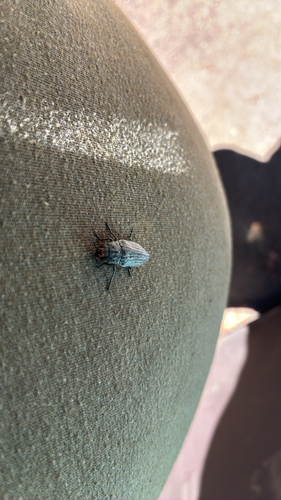 iNaturalist observation photo of Pink-faced jewel beetle