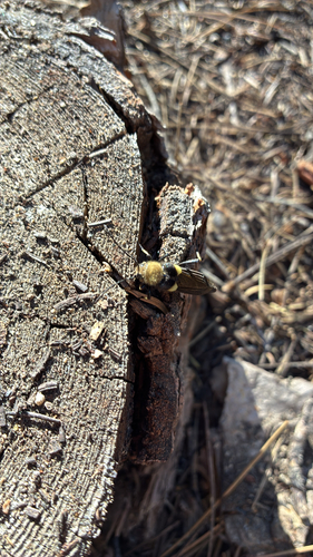 iNaturalist observation photo of Lion Beetle