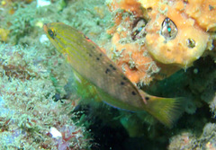 Pseudolabrus luculentus