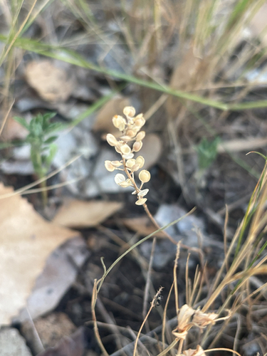 Alyssum turkestanicum observed 2026-07-31
