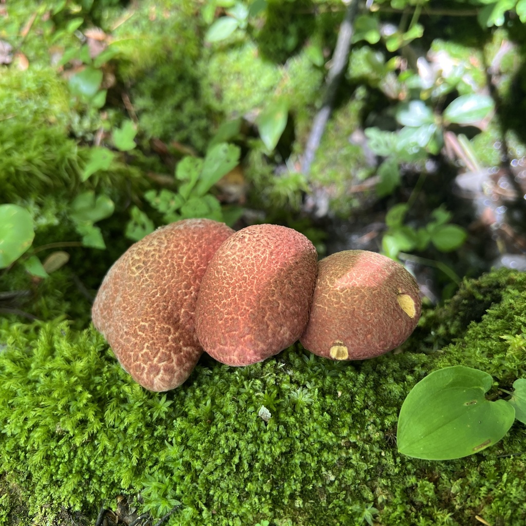 Painted Suillus · July 2026 · photo: Photo: no rights reserved · iNaturalist