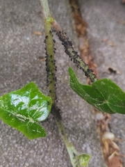 Aphis hederae