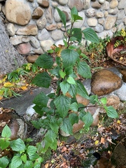 Ageratina adenophora