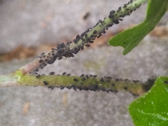 Aphis hederae