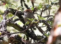 Leptasthenura pileata