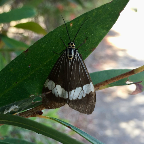 Asian Magpie Moth