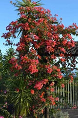 Bougainvillea spectabilis