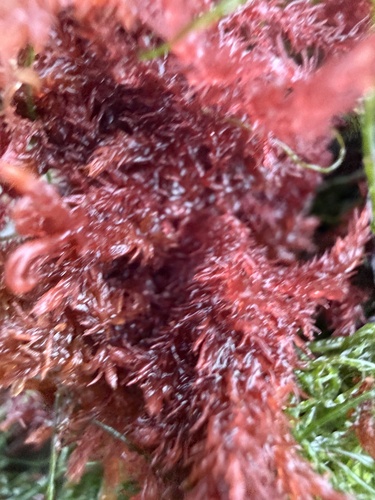 Bonnemaisonia hamifera observed 2026-07-30