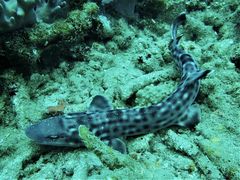 Atelomycterus marmoratus