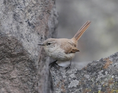 Pseudasthenes cactorum