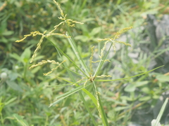 Cyperus iria